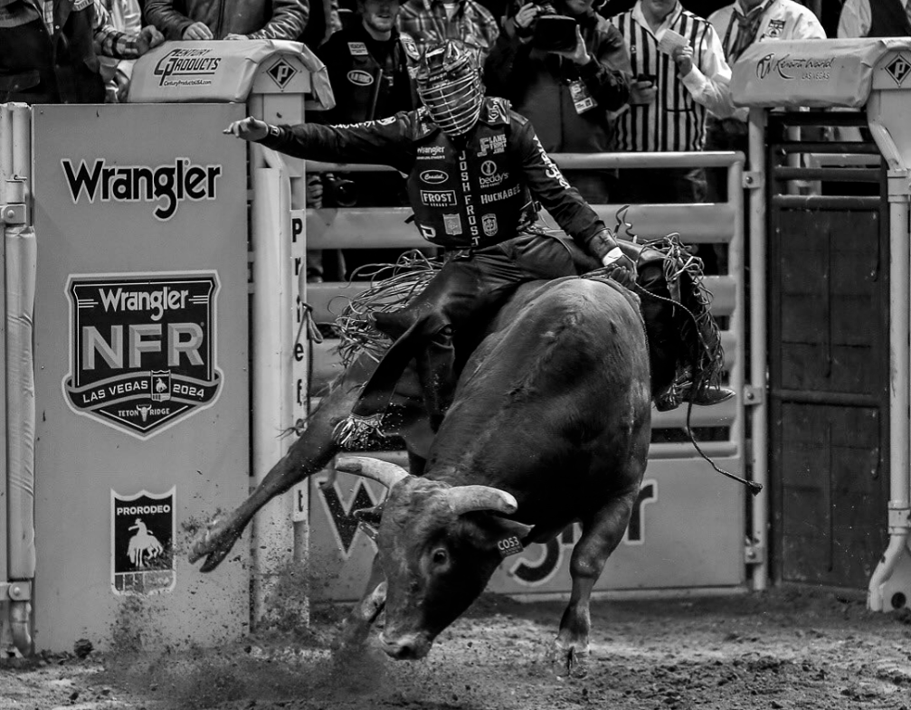 Bull Riding Front View Bull Riding